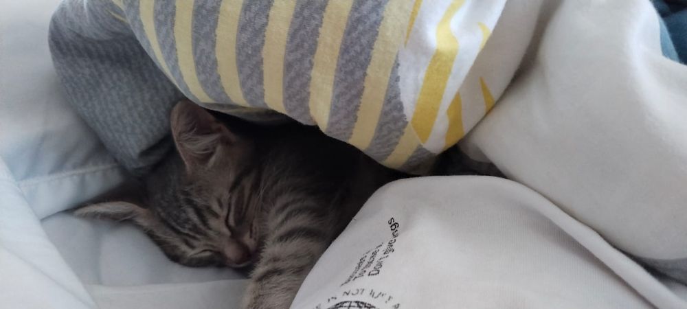 Котик шотланка милый котик