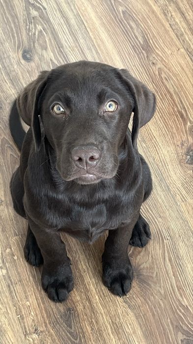 Лабрадор ретривер