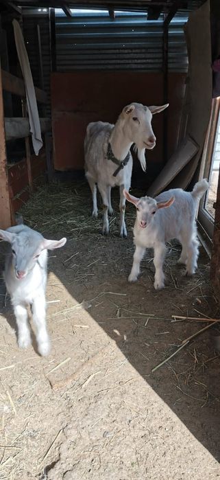Продам Козу и двух козочек