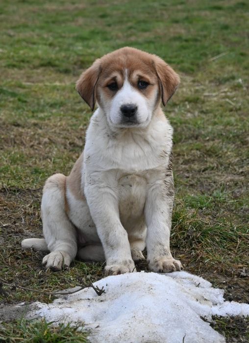 Ciobănesc de Asia Centrală