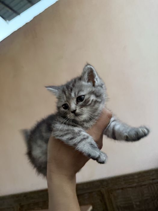 Котята скоттиш страйт