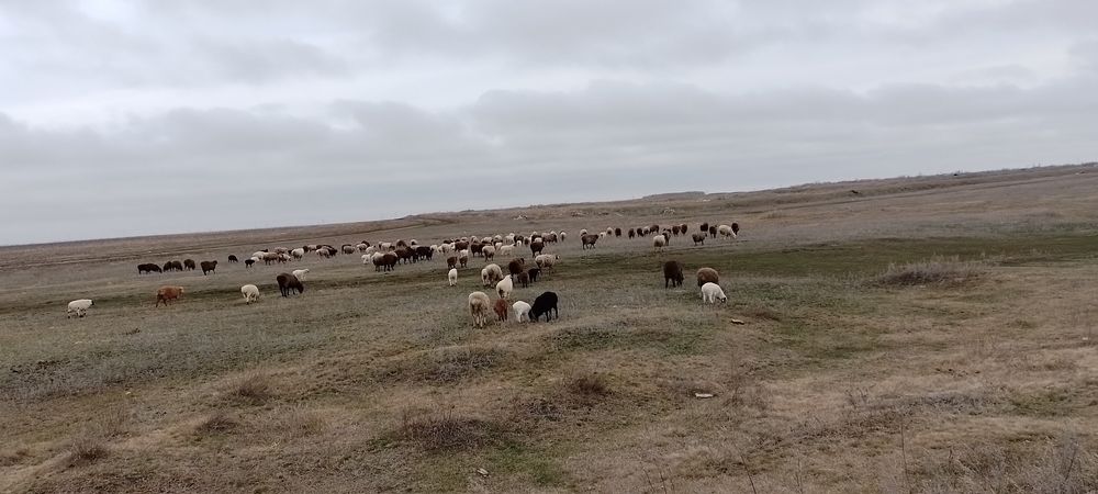 Продам овец с ягнятами