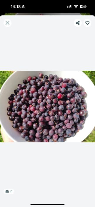 Продам свежую, спелую иргу с доставкой