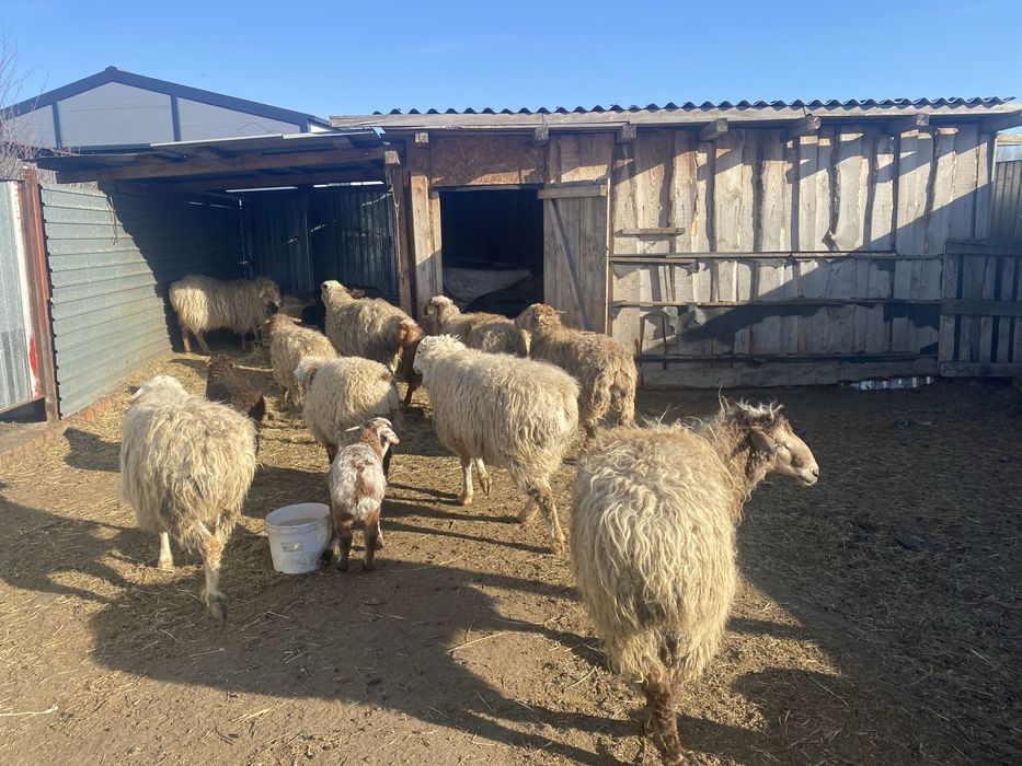 Продам баранов продам