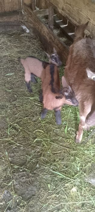 Vând capră cu 2 iezi la prima fătare