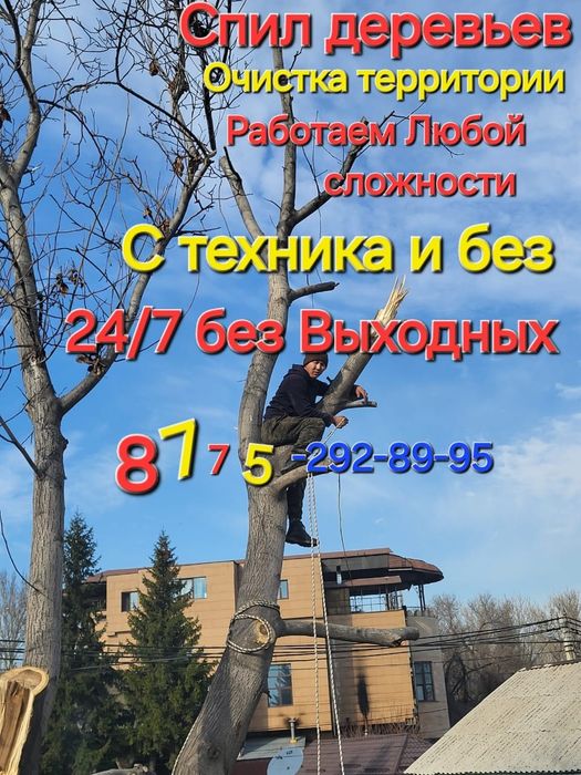 Спил деревьев агаш кесемиз