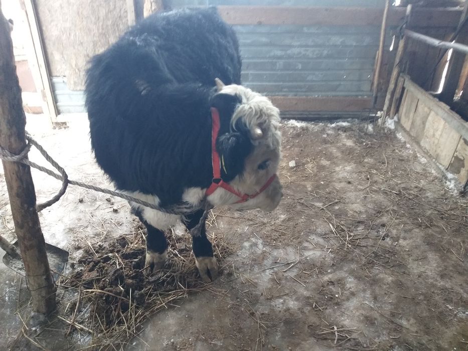 Продам 2 голова подсос