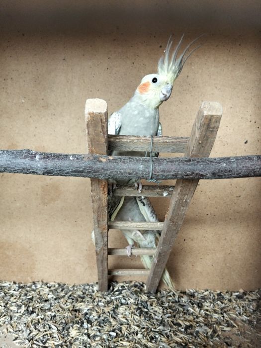 Продам молодых попугаев корелла