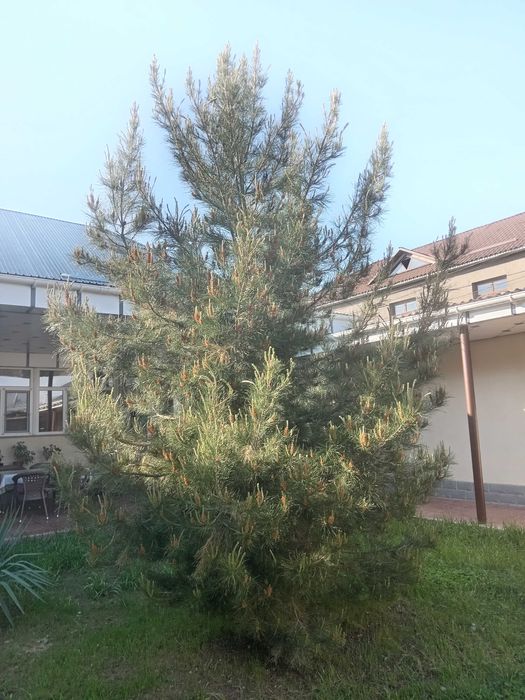 Продаётся сосна 4 метр