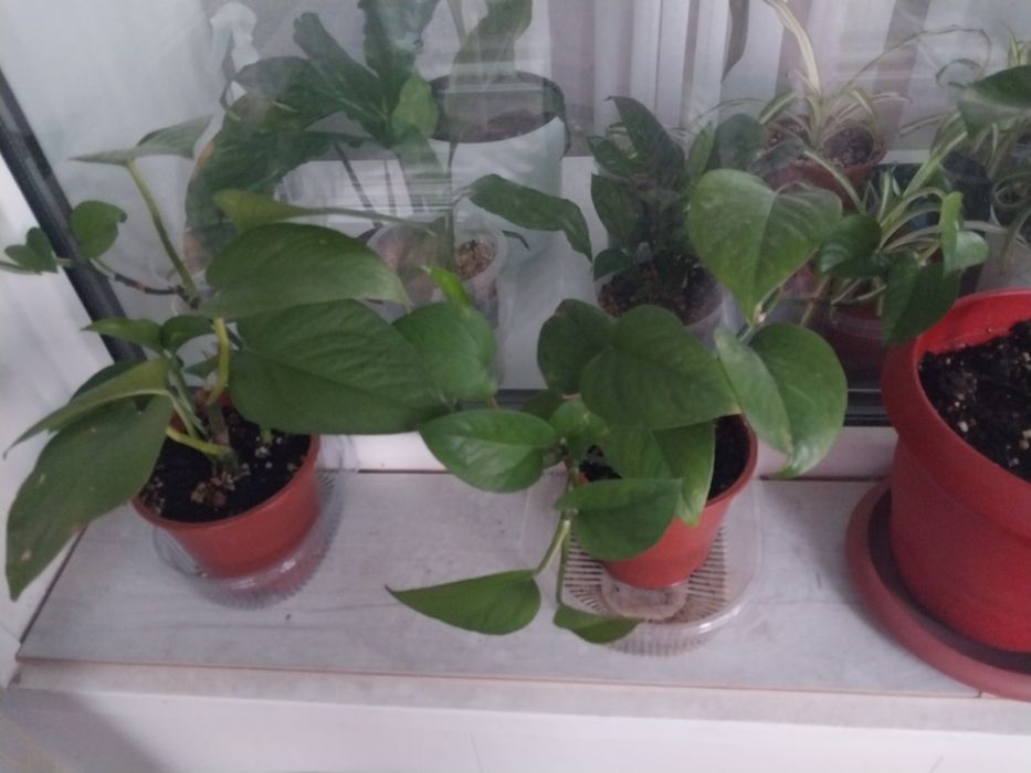 Продам комнатные цветы.