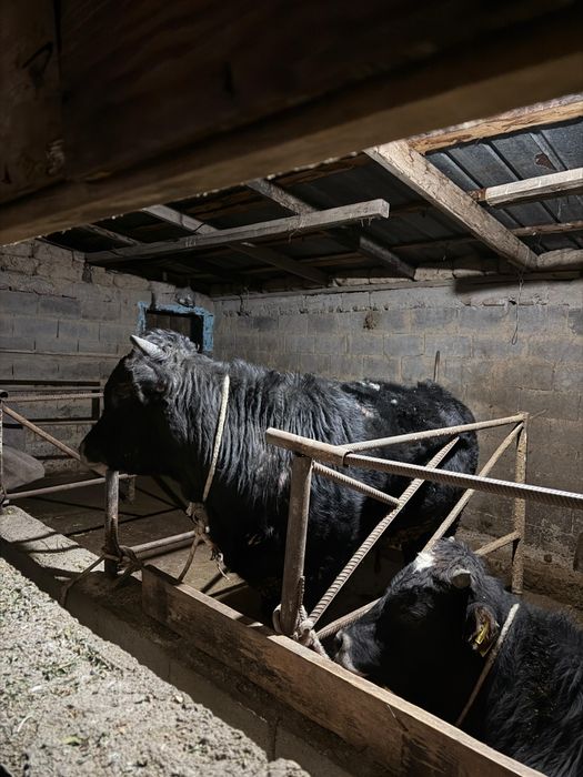 Срочно продам бычков жирные