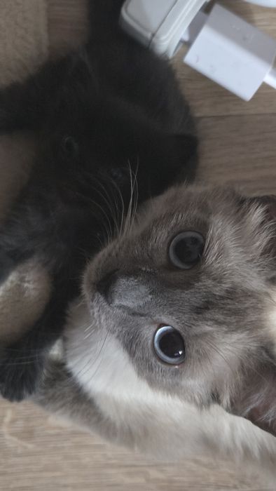 Сиамская кошка отдаем в добрые руки