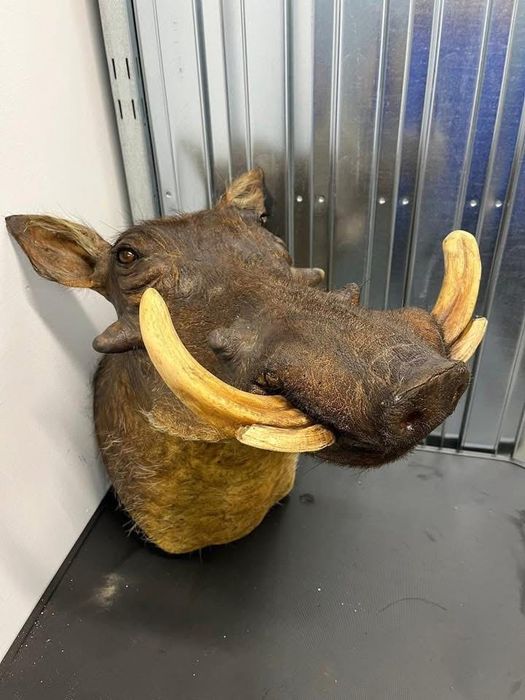 Трофей от брадавичеста свиня