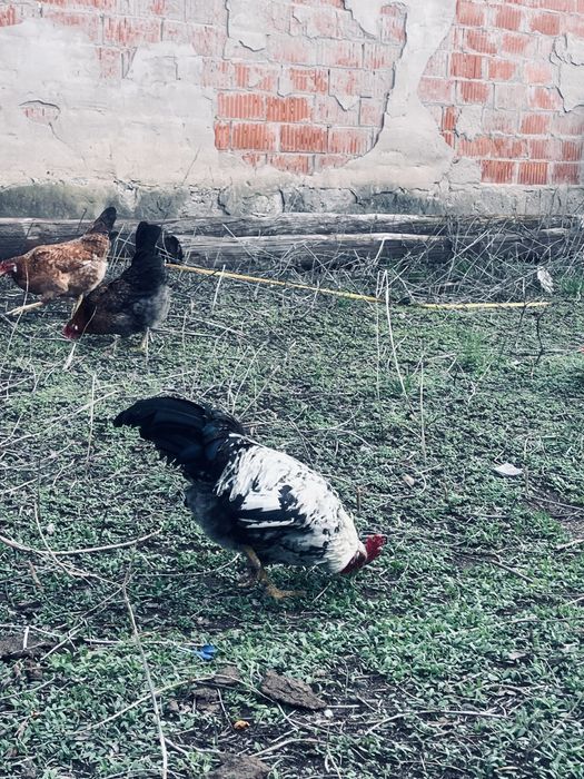 Продам петухы молодняки