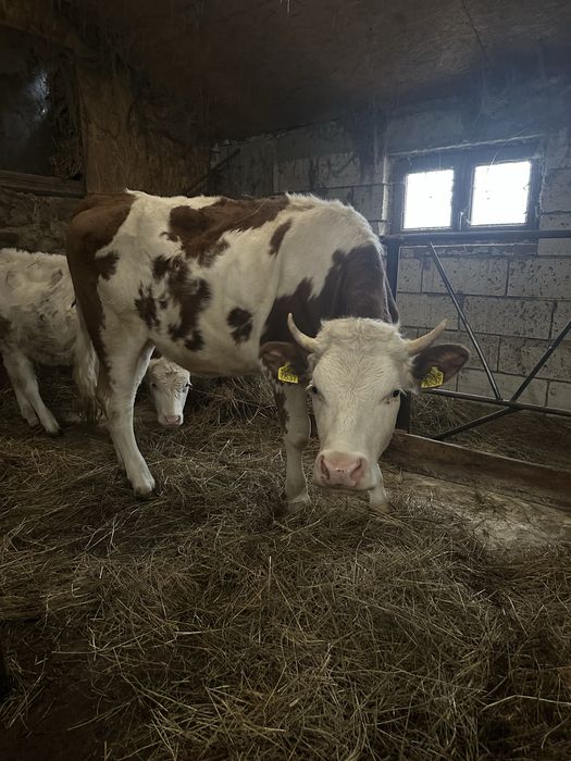 Vand juninca  Baltata Romaneasca