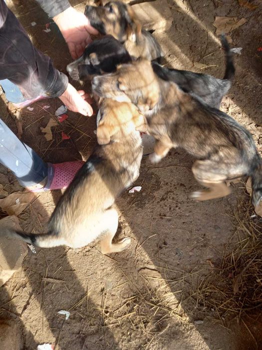 Предлагат се 4 момченца