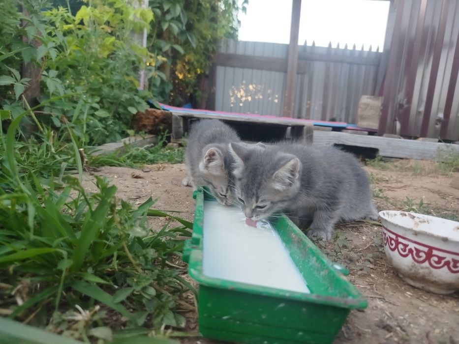 Отдам котят в добрые руки