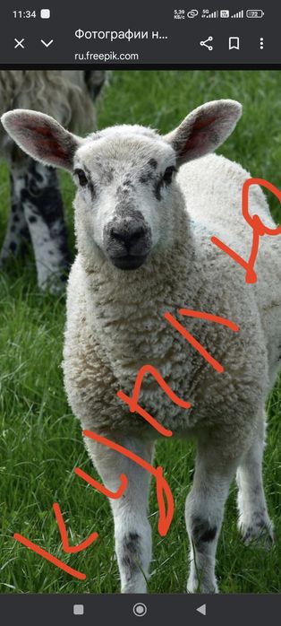 Свинина баранина Каровы