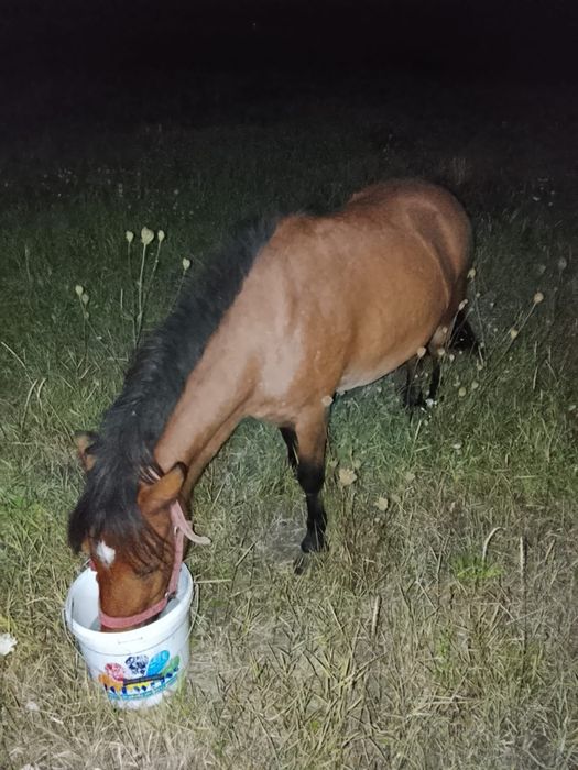 De vânzare doi ponei