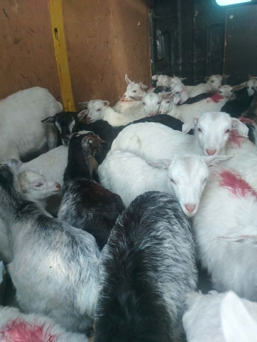 Vand capre de 1 an si iezi intarcati de 1 saptamana