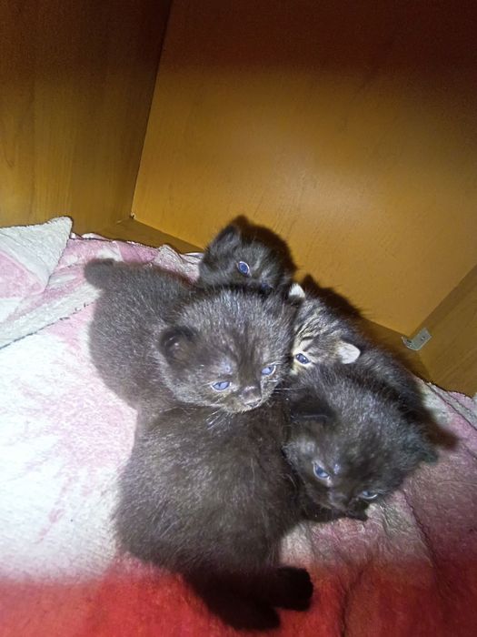 Отдам котят в добрые руки.