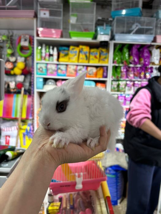 Кролики декоративные Поступление малышей