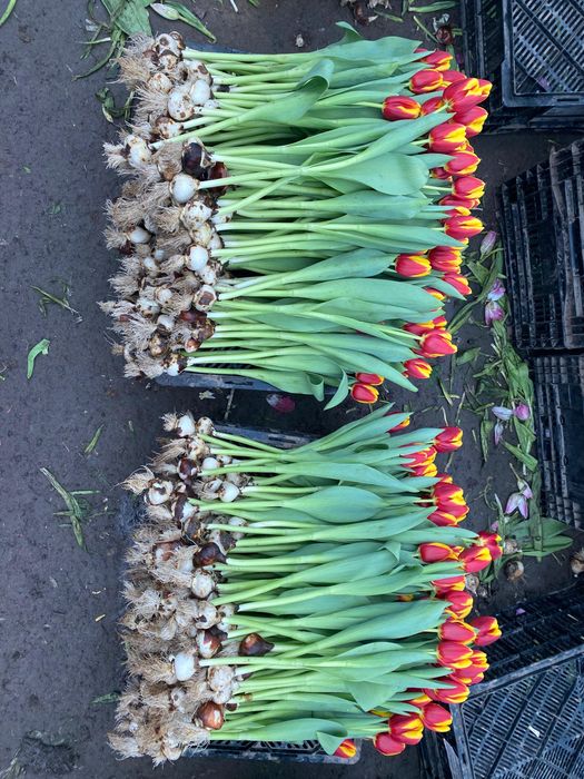 Тюльпаны оптом без посредников