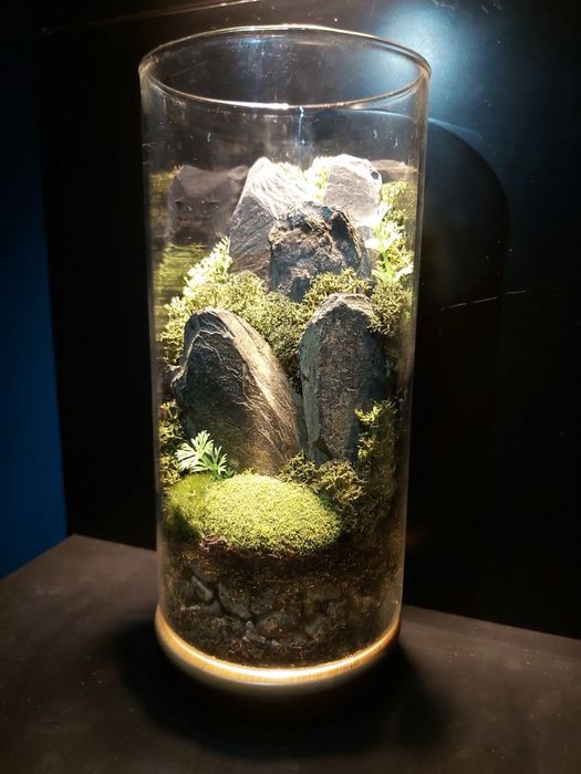 Террариум, мох, флорариум