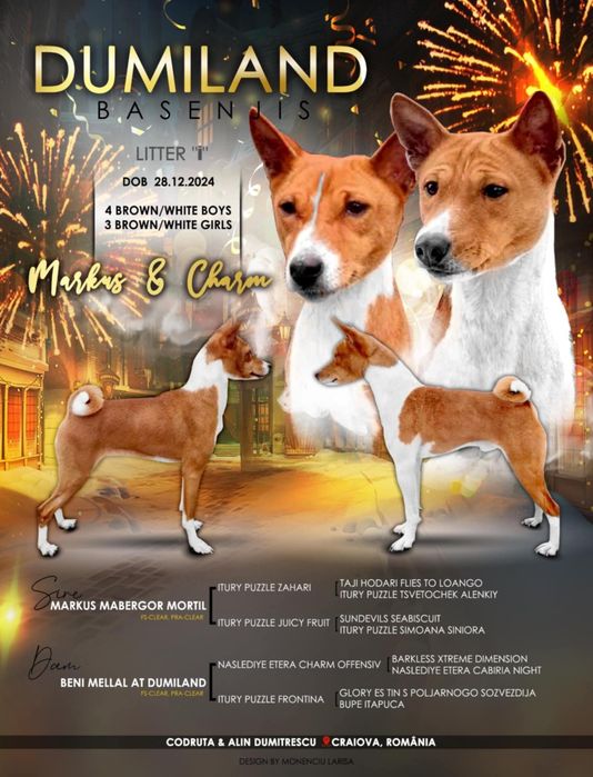 Basenji maro cu alb din părinți import, pedigree FCI