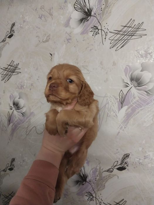 Продам чистокровного спаниеля