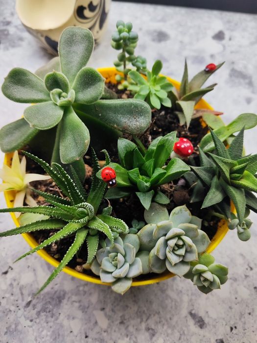 Продается композиция из суккулентов