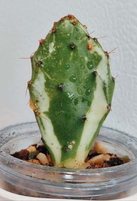 Opuntia cochenillifera variegata