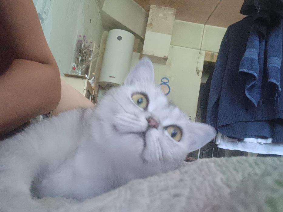 Кошечка ищет дом