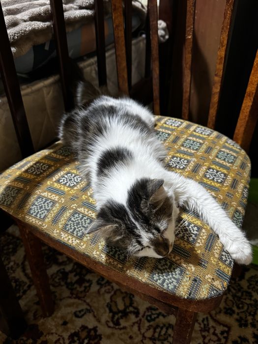 Котёнок (бесплатно)
