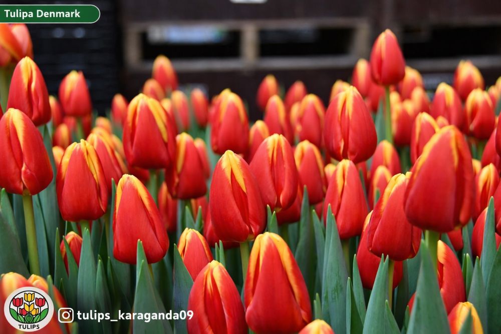 Тюльпаны с Голландий оптом