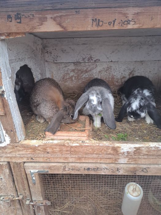 Iepuri rasă berbec german