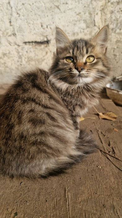 Отдам в добрые руки котенка-кошечка