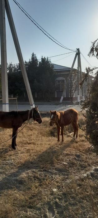 Тойлар сотилади.