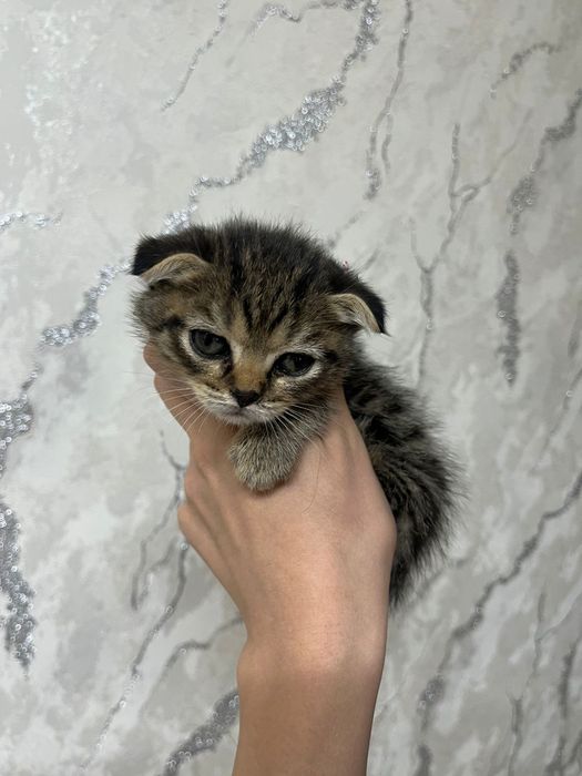 Срочно нужен дом котятам!