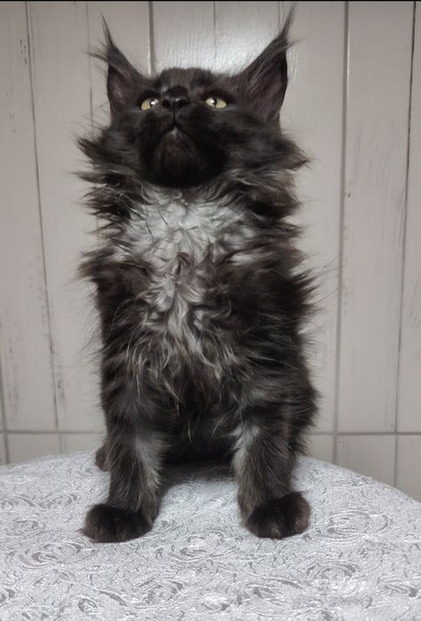 Котята-мейнкуны 2 месяца