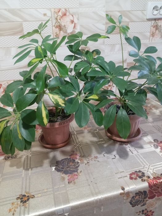 Цветы домашнии, шфлера, плющ