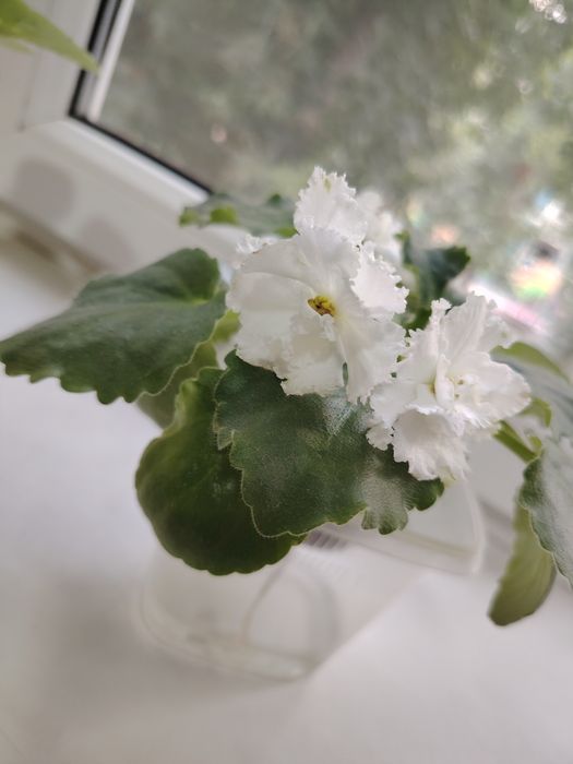 Продам цветущие фиалки