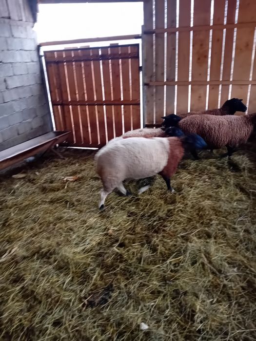 Vând oi jura gestante