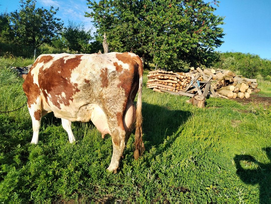 Vând vacă 25 Li Lapte