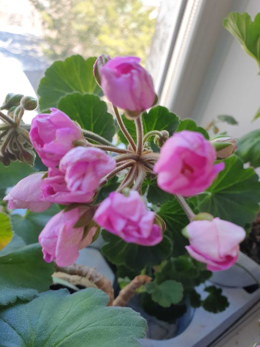 Пеларгония сортовая