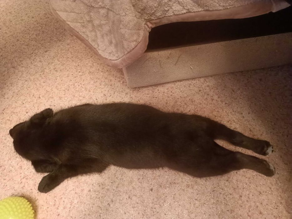 Щенок-девочка в добрые руки