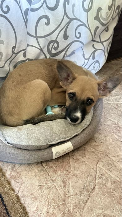 Бонифаций ищет дом