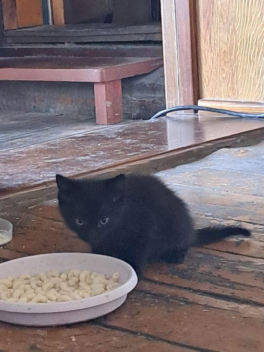 Котенок мальчик веселый любопытный