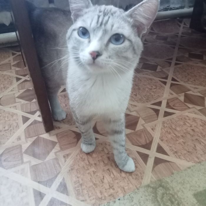 Отдам в хорошие, добрые руки.и