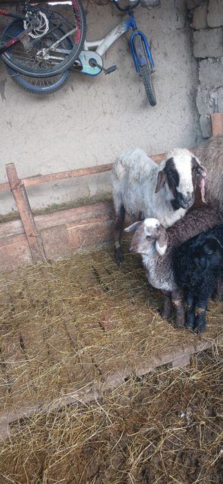 Бір бас қозылы бар қой